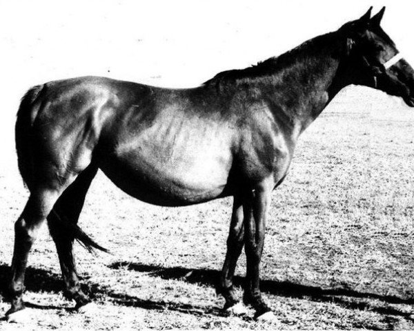 broodmare Karta 127/58 SOV (Trakehner, 1944, from Creon 4035)