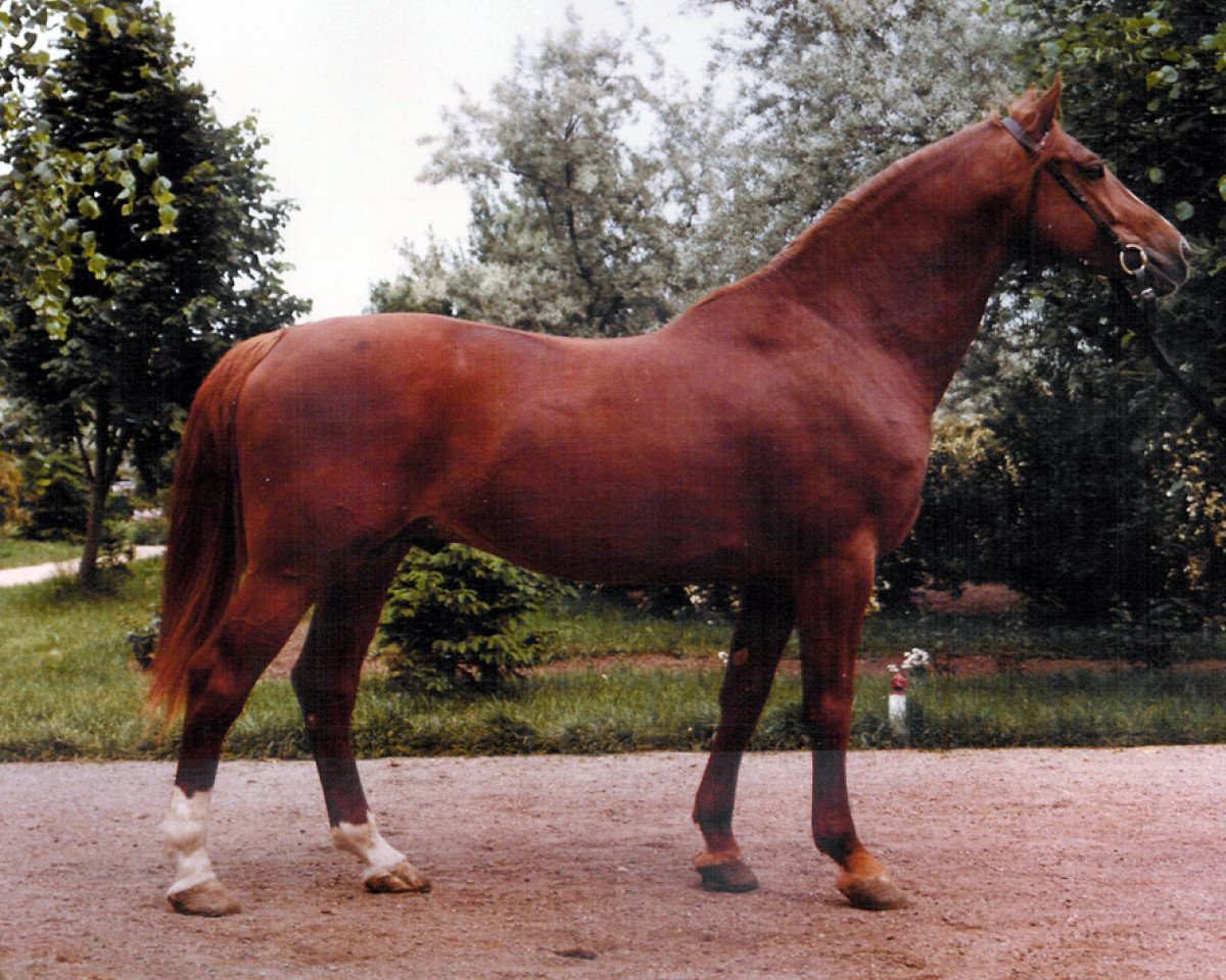 stallion Toborzó I (Holsteiner, 1975, from Tumbled xx)