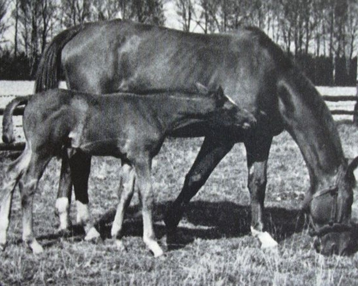 Klacz hodowlana Dankeschön (Trakeński, 1935, od Clan)