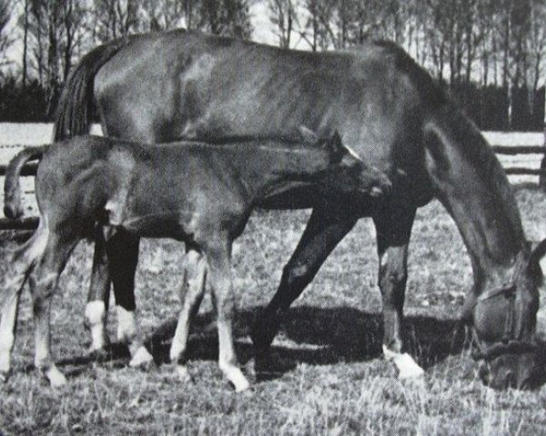 Klacz hodowlana Dankeschön (Trakeński, 1935, od Clan)