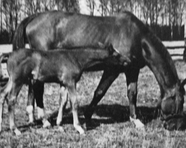 broodmare Dankeschön III (Trakehner, 1944, from Löwenritt 3878)