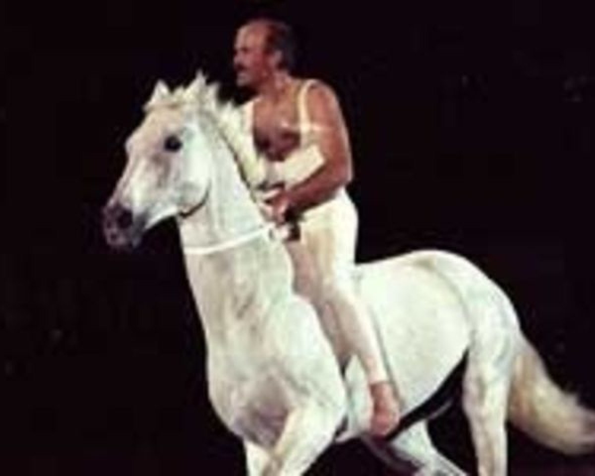 stallion Stubin AA (Anglo-Arabs, 1968, from Stove Friend xx)
