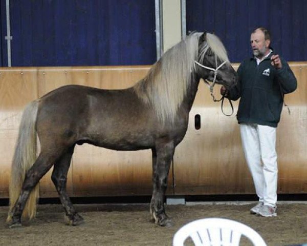horse Finnur von Roetgen (Iceland Horse, 2007, from Glymur frá Innri-Skeljabrekku) horse Finnur von Roetgen (Iceland Horse, 2007, from Glymur frá Innri-Skeljabrekku)