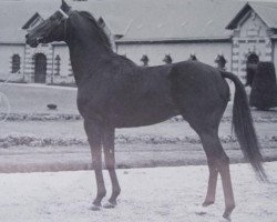 stallion Amarpour xx (Thoroughbred, 1966, from Tantième xx)