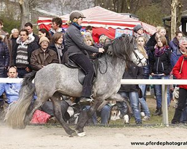 horse Föndri von Vindholar (Iceland Horse, 2007, from Tindur fra Reykjavik) horse Föndri von Vindholar (Iceland Horse, 2007, from Tindur fra Reykjavik)