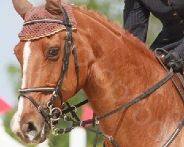 broodmare Loretane F (Hessian Warmblood, 1993, from Acalwahn)