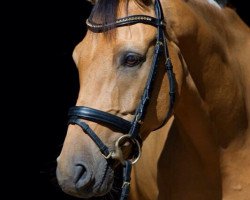 dressage horse Sarunas (Rhinelander, 2006, from Silverado)