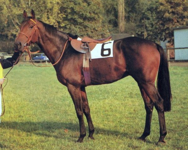 stallion Ebano xx (Thoroughbred, 1973, from Tanerko xx) stallion Ebano xx (Thoroughbred, 1973, from Tanerko xx)