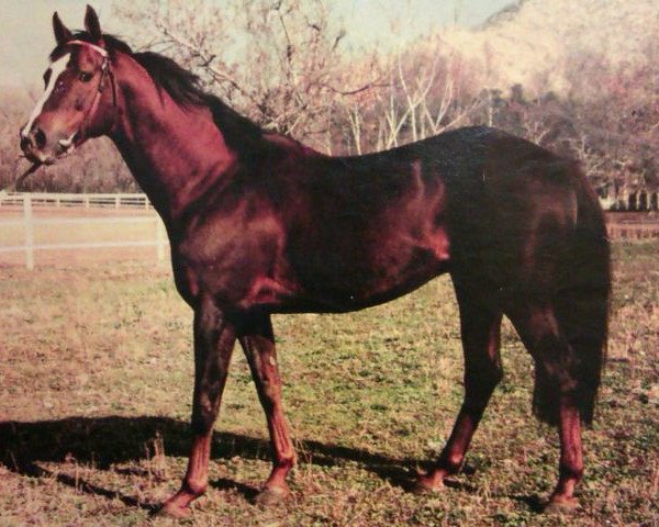 stallion Carmelite House xx (Thoroughbred, 1985, from Diesis xx) stallion Carmelite House xx (Thoroughbred, 1985, from Diesis xx)