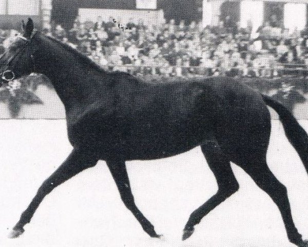 stallion Ostblitz xx (Thoroughbred, 1974, from Priamos xx)
