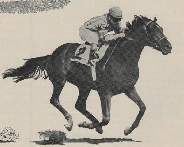 stallion Cavan xx (Thoroughbred, 1955, from Mossborough xx) stallion Cavan xx (Thoroughbred, 1955, from Mossborough xx)