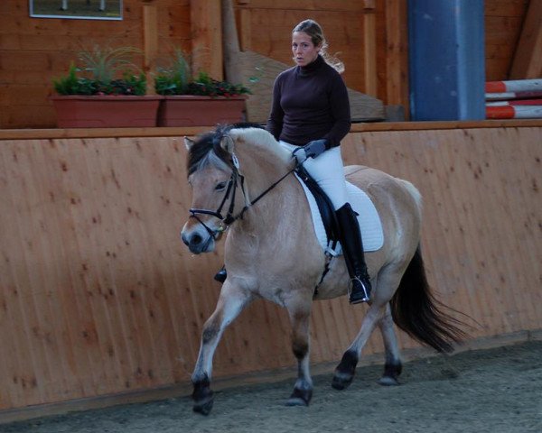 broodmare Kis-Jana (Fjord Horse, 2002, from Kjorna)