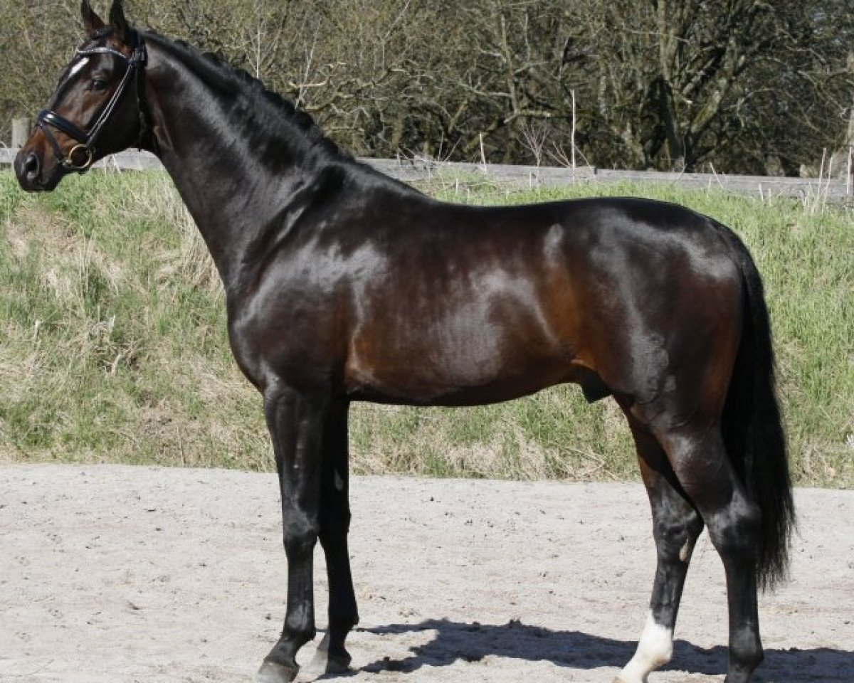Deckhengst Sir Donnerhall II OLD (Oldenburger, 2006, von Sandro Hit)