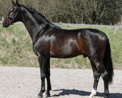 stallion Sir Donnerhall II OLD (Oldenburg, 2006, from Sandro Hit)