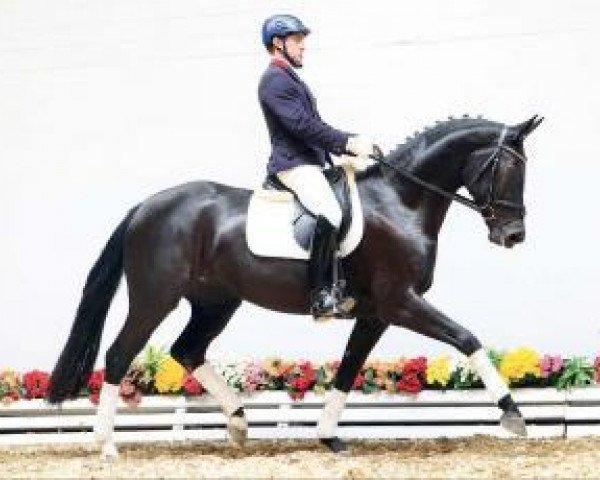 horse Das Röschen (Oldenburg, 2009, from Donnerball)