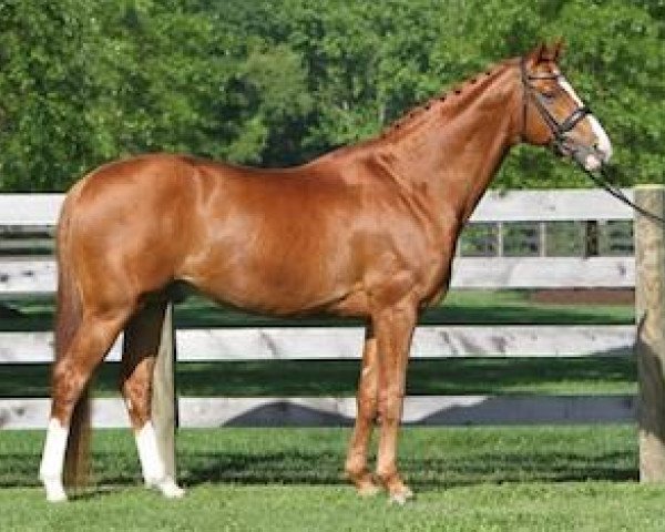 Deckhengst Locksley I (Hannoveraner, 2001, von Londonderry)