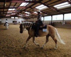 dressage horse Little Nemo (German Riding Pony, 1995, from Burstye Orpheus)