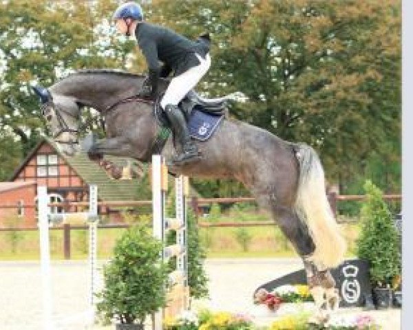 Springpferd Coolman 78 (Oldenburger, 2008, von Colman) Springpferd Coolman 78 (Oldenburger, 2008, von Colman)