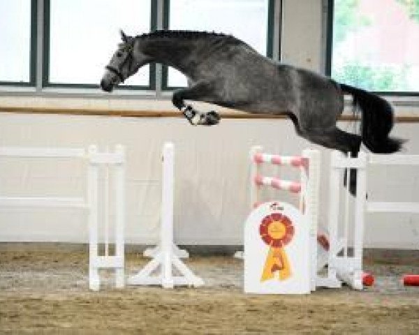 jumper Caillou 45 (German Sport Horse, 2011, from Como)