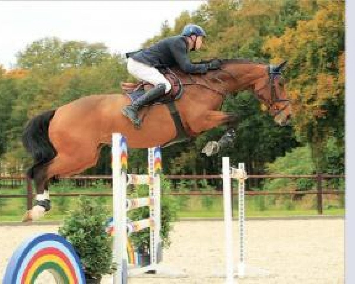 jumper Lara 509 (Oldenburg show jumper, 2007, from Ludwigs As)