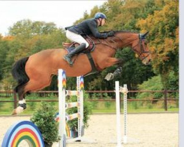 jumper Lara 509 (Oldenburg show jumper, 2007, from Ludwigs As)