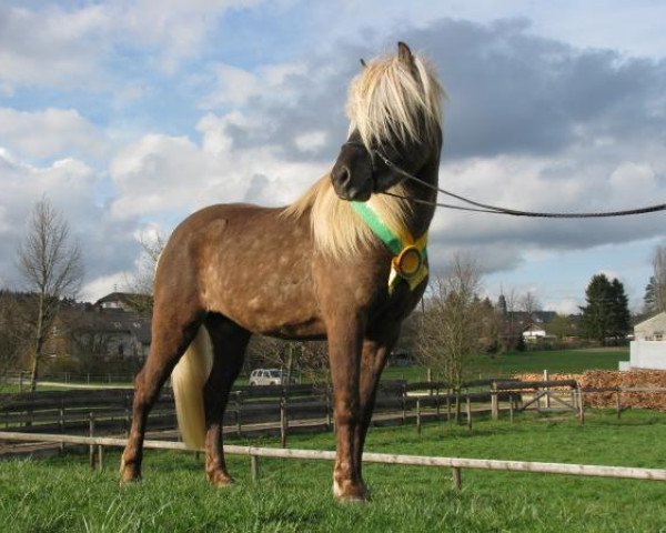 Cavallo Alskan vom Hochwaldhof (Cavallo islandese, 2007, di Litur vom Hochwaldhof)