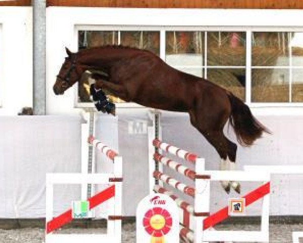 jumper Clueso 18 (German Sport Horse, 2011, from Colestus)
