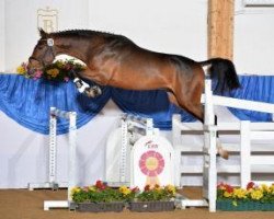 Springpferd Neugschwent's Classico (Oldenburger Springpferd, 2011, von Clinton I)