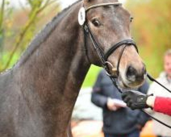horse Hengst von Clever and Smart (Zweibrücken, 2011, from Clever and Smart)