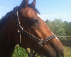 dressage horse Ribana 135 (Holsteiner, 2001, from Colman)