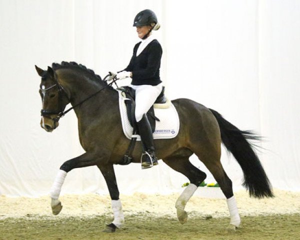 Pferd Can Step JSO (Deutsches Reitpony, 2010, von FS Champion de Luxe)