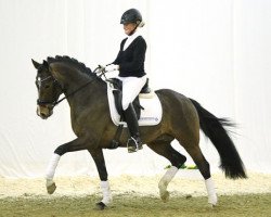 horse Can Step JSO (German Riding Pony, 2010, from FS Champion de Luxe)