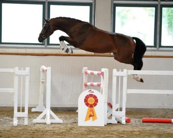 Deckhengst Cascalido (Deutsches Sportpferd, 2011, von Casdorff)