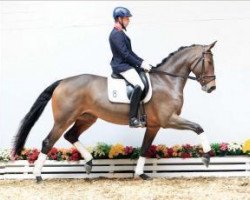 broodmare Ashley 147 (Oldenburg, 2009, from San Amour I)