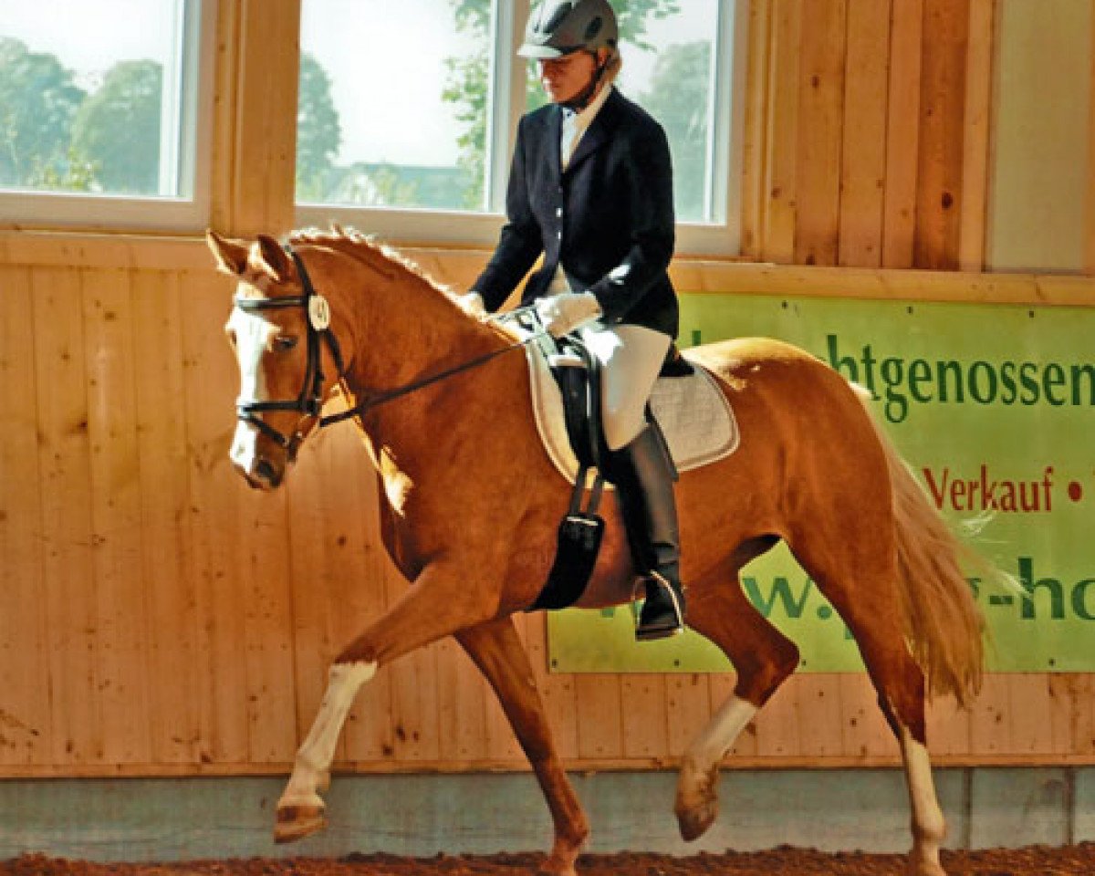 dressage horse Chica (German Riding Pony, 2009, from Casino Royale K WE)