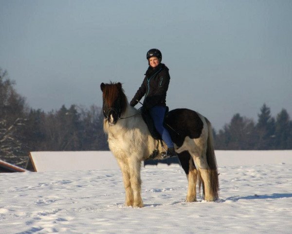 horse Frodi fra Fagranesi (Iceland Horse, 2008, from Óður frá Brún)