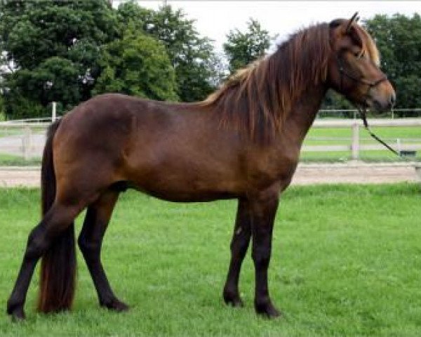 Pferd Kongur vom Lichtenberg (Islandpferd, 2008, von Sjoli fra Dalbae) Pferd Kongur vom Lichtenberg (Islandpferd, 2008, von Sjoli fra Dalbae)
