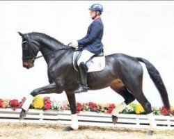 dressage horse Sandmann 65 (Oldenburg, 2008, from Sterling Hit)