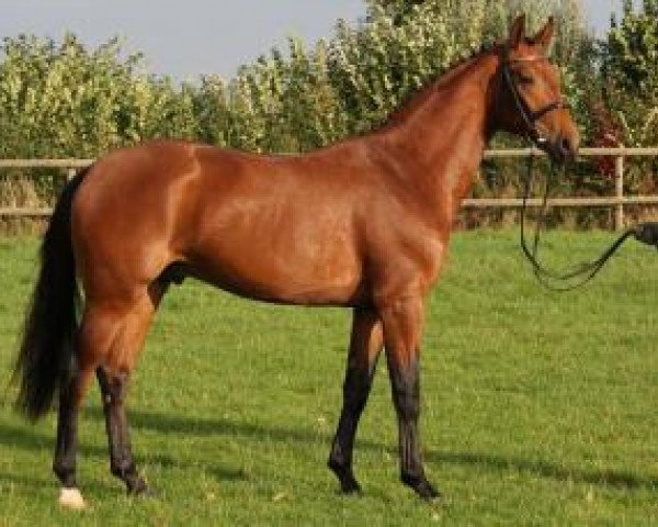 stallion Sokrates Von Nymphenburg (Oldenburg, 2011, from Sir Donnerhall I)