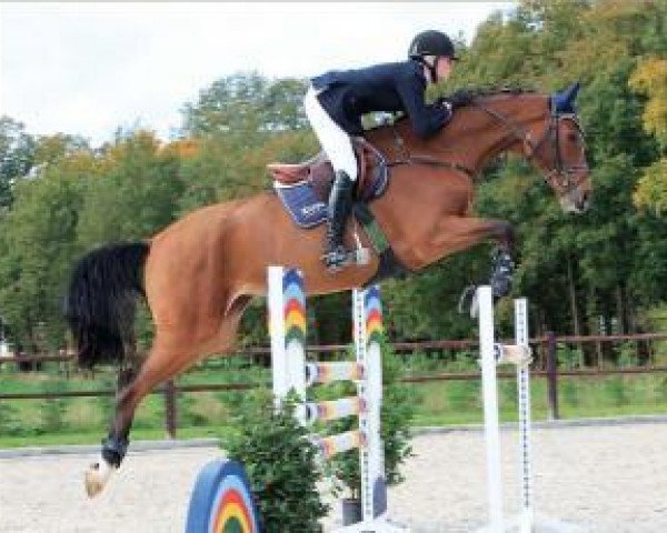 horse Penelope 334 (Oldenburg, 2008, from Catoki)