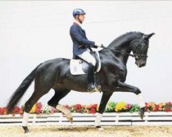 dressage horse Faberge 62 (Oldenburg, 2009, from Fifty Cent)