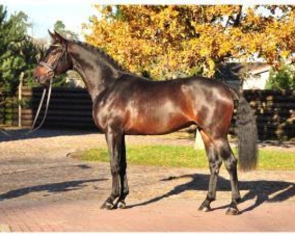 horse Quartz Crystal (German Sport Horse, 2011, from Quadroneur)