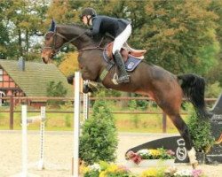 jumper Cassira (Oldenburg show jumper, 2009, from Casiro I)