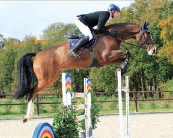jumper Cashman 35 (Oldenburg, 2008, from Casiro I)