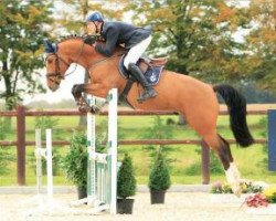 stallion Lord Calador (Oldenburg, 2010, from Lordanos)