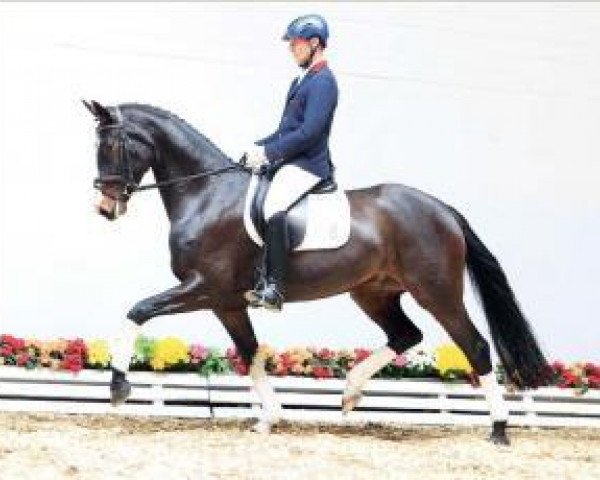 dressage horse Donna Romantica 11 (Oldenburg, 2008, from Don Romantic)