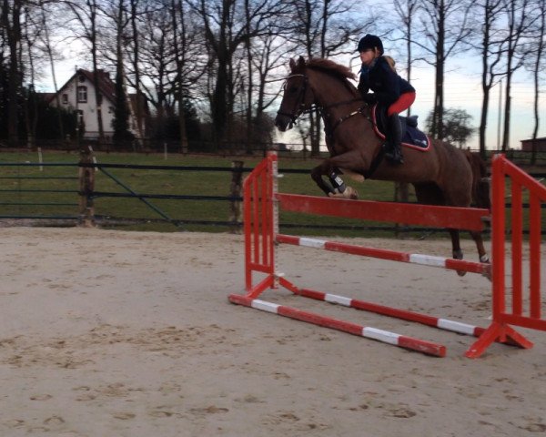 broodmare Mon Amie 73 (German Riding Pony, 2004, from Martini)