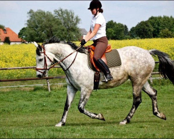 horse Fee (Westphalian, 2000, from Ferando)