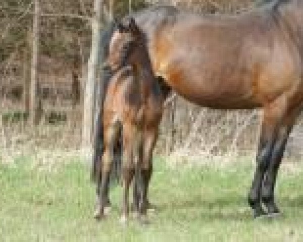 broodmare Galina (Trakehner, 2013, from Imhotep)