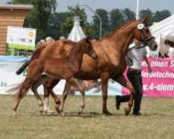 Pferd Belmondo (Trakehner, 2013, von Imhotep)